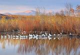 Snow Geese On A Pond_73281